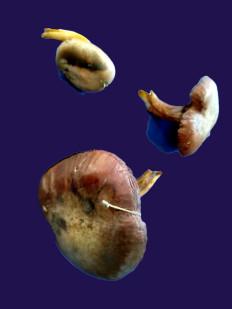 Гриб из Kavala