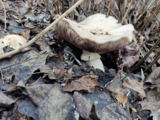 Гриб из Москва