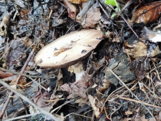 Гриб из Москва