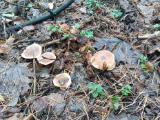 Гриб из Самара