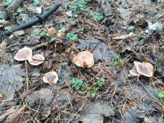 Гриб из Самара