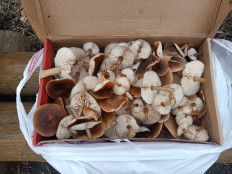 Гриб из Самара