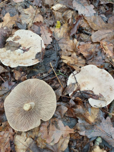 Гриб из Волноваха