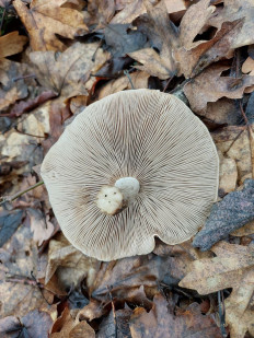 Гриб из Волноваха