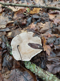 Гриб из Волноваха