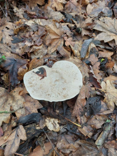 Гриб из Волноваха