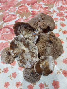 Гриб из Волноваха