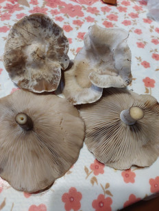 Гриб из Волноваха