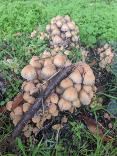 Гриб из Севастополь