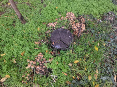 Гриб из Севастополь