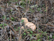 Гриб из Цимлянск