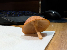 Гриб из Цимлянск