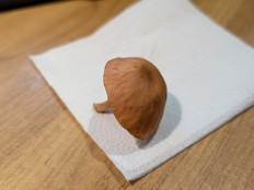 Гриб из Цимлянск