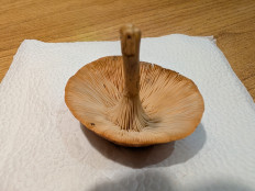 Гриб из Цимлянск