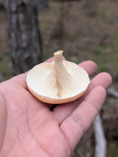 Гриб из Цимлянск