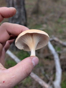 Гриб из Цимлянск