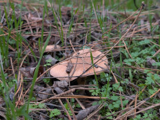 Гриб из Цимлянск