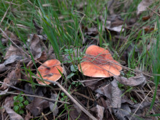 Гриб из Цимлянск