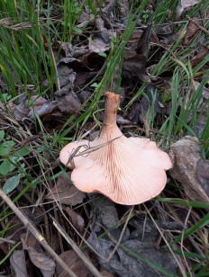 Гриб из Цимлянск