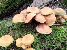 Гриб из Москва