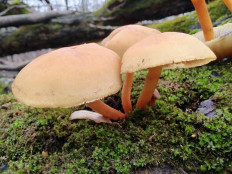 Гриб из Москва