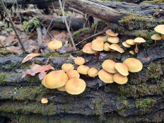 Гриб из Москва