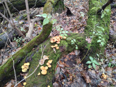 Гриб из Москва