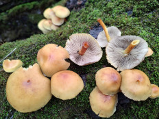 Гриб из Москва