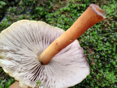 Гриб из Москва