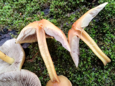 Гриб из Москва