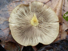 Гриб из Москва