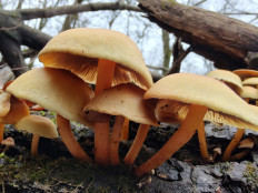 Гриб из Москва