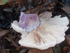 Гриб из Одесса