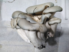 Гриб из с.Кевсала