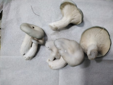 Гриб из с.Кевсала