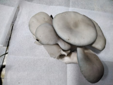 Гриб из с.Кевсала