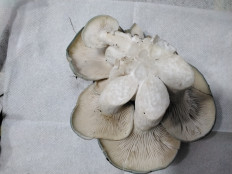 Гриб из с.Кевсала