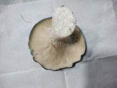 Гриб из с.Кевсала