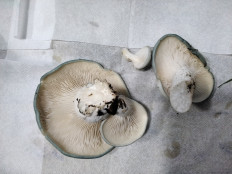 Гриб из с.Кевсала