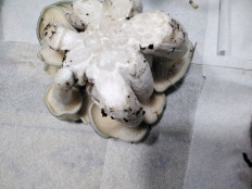 Гриб из с.Кевсала