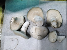 Гриб из с.Кевсала