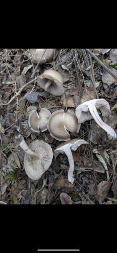 Гриб из Казань