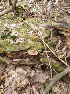 Гриб из Барри Канада