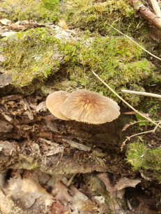 Гриб из Барри Канада