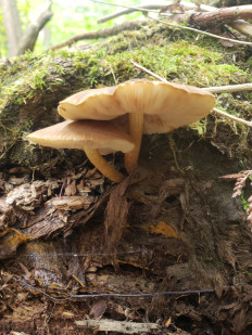 Гриб из Барри Канада