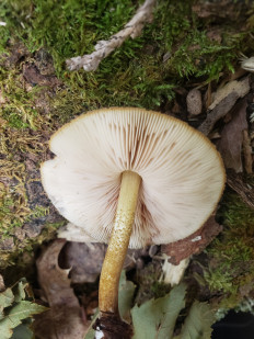 Гриб из Барри Канада