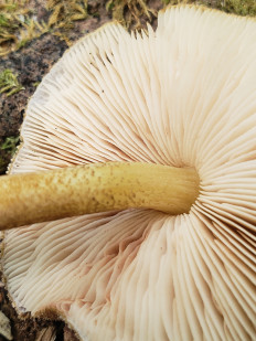 Гриб из Барри Канада