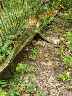 Xeromphalina kauffmanii - Ксеромфалина кауфмана