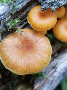 Xeromphalina kauffmanii - Ксеромфалина кауфмана