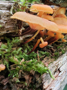 Xeromphalina kauffmanii - Ксеромфалина кауфмана